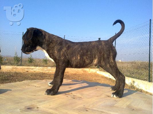 PoulaTo: PRESSA CANARIO